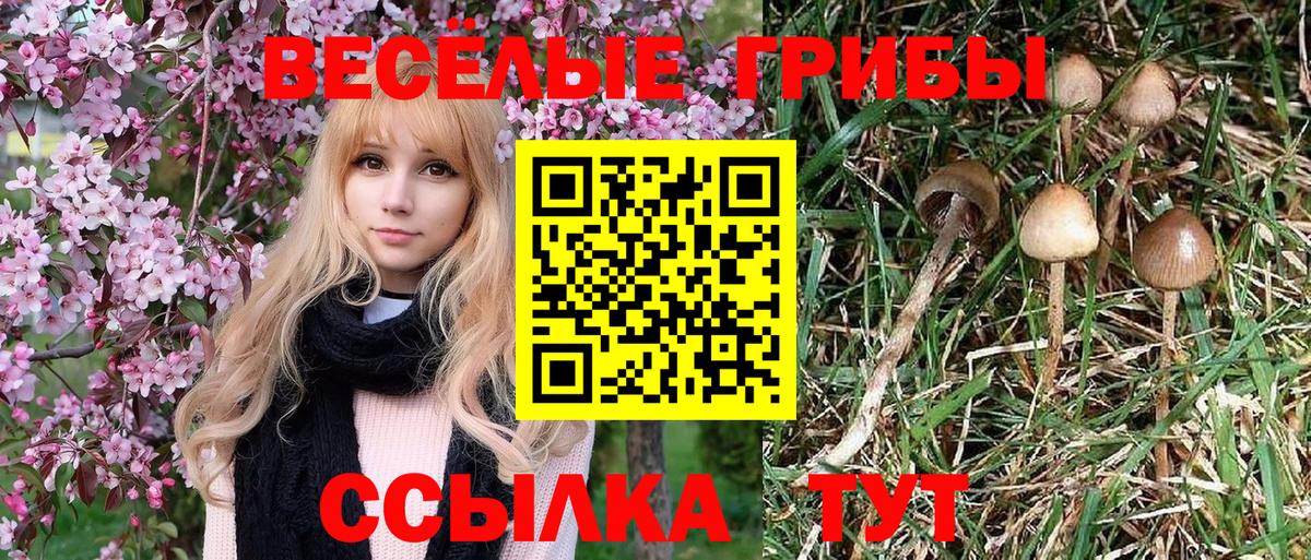 Псилоцибиновые грибы мицелий  Вход с VPN  Новочебоксарск  Псилоцибиновые грибы Psilocybine cubensis 